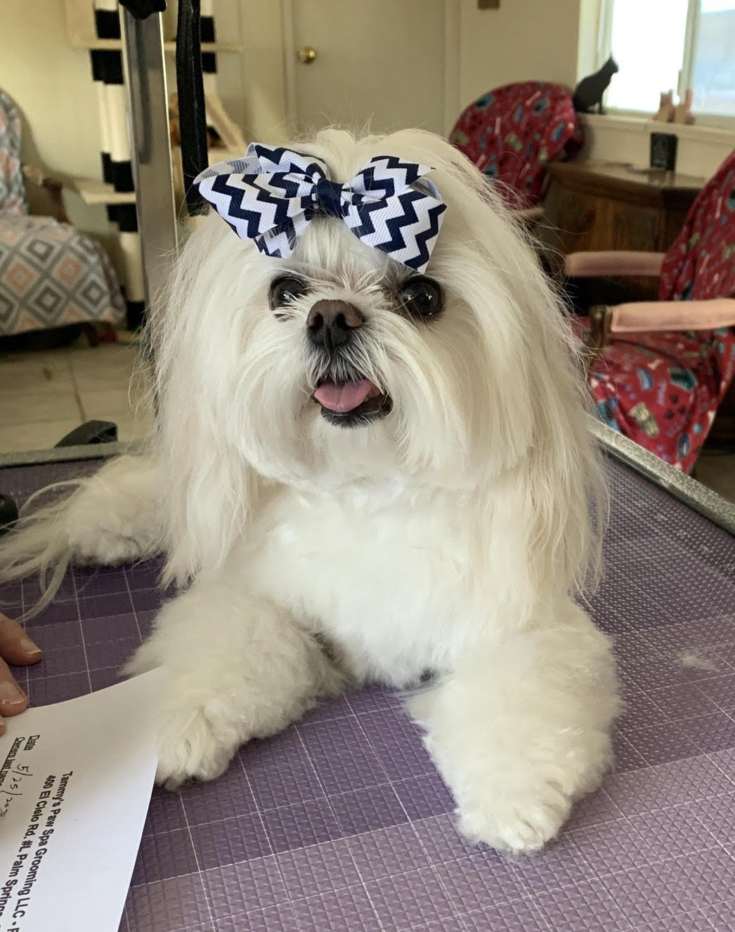 white dog